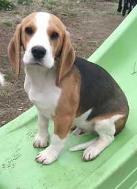 Câine rasa Beagle