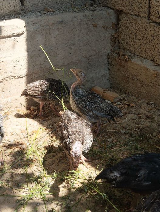 Продаётся цыплята индушата