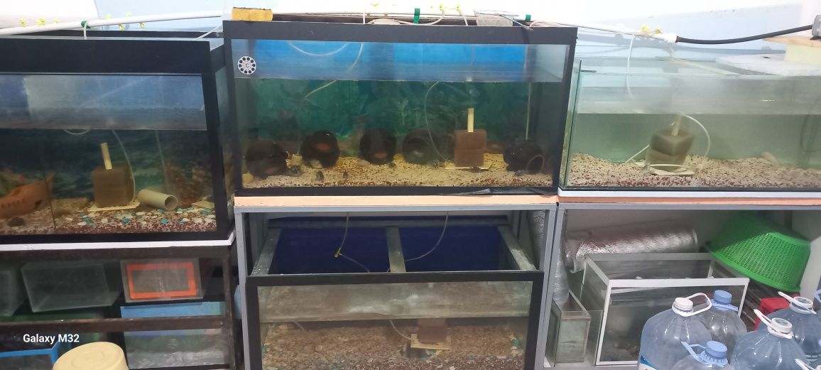 Farĝonada akvariumlar sotiladi