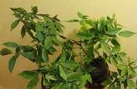 Аукуба японика Aucuba japonica напълно студоустойчив вечнозелен храст