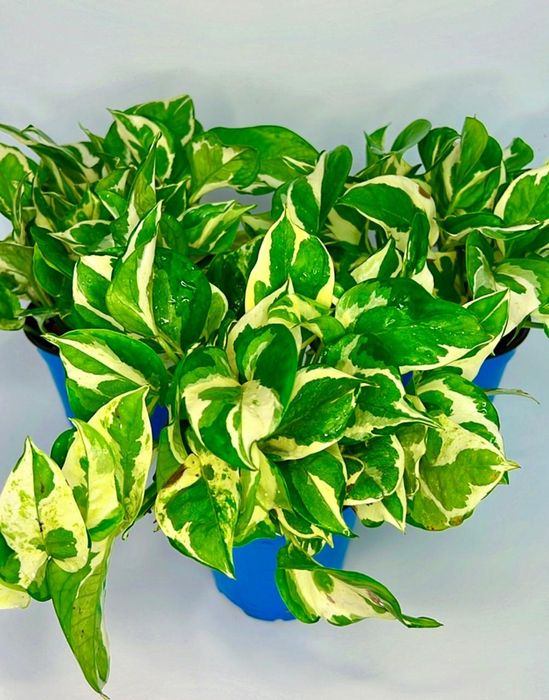 Сциндапсус Энджой,Неон