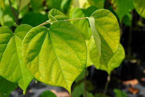 Див рожков (Cercis siliquastrum) Дърво на Юда