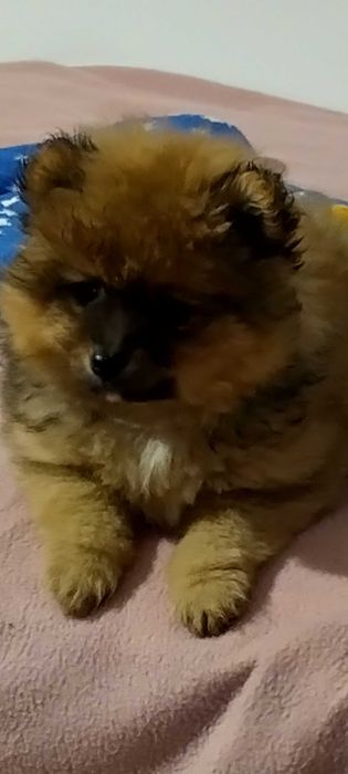 Померан мини шпиц