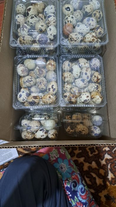 Бөдене жұмыртқасы 40 тг  перепилинный яйц.