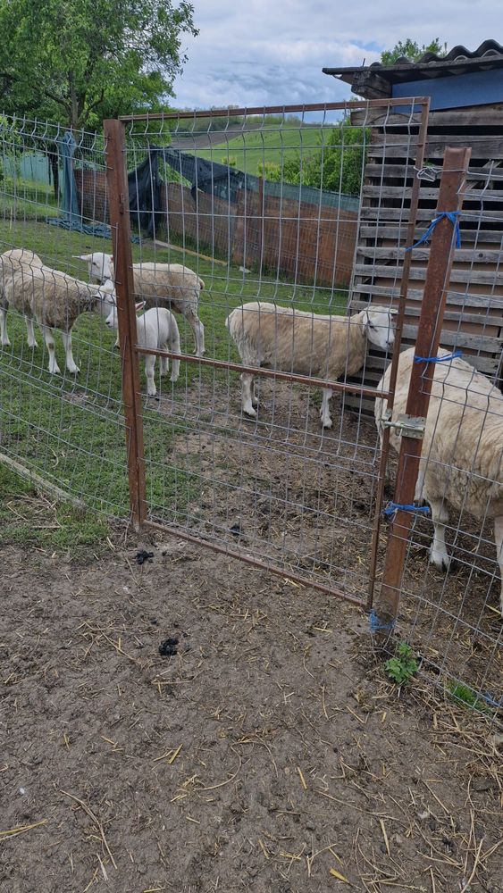 Vand un Berbec Texel original si 3 oi