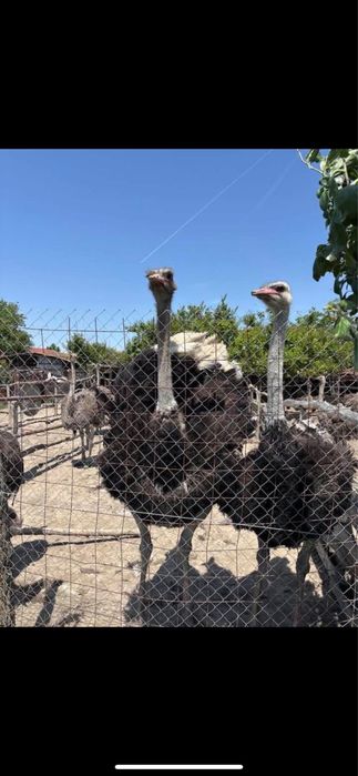 Vand/Schimb  familii de struti