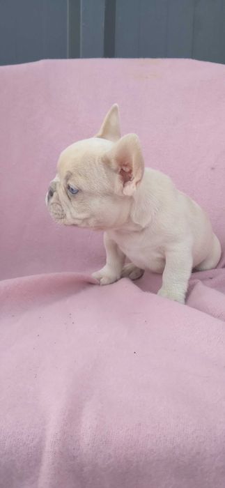 Mascul bulldog francez crem merle