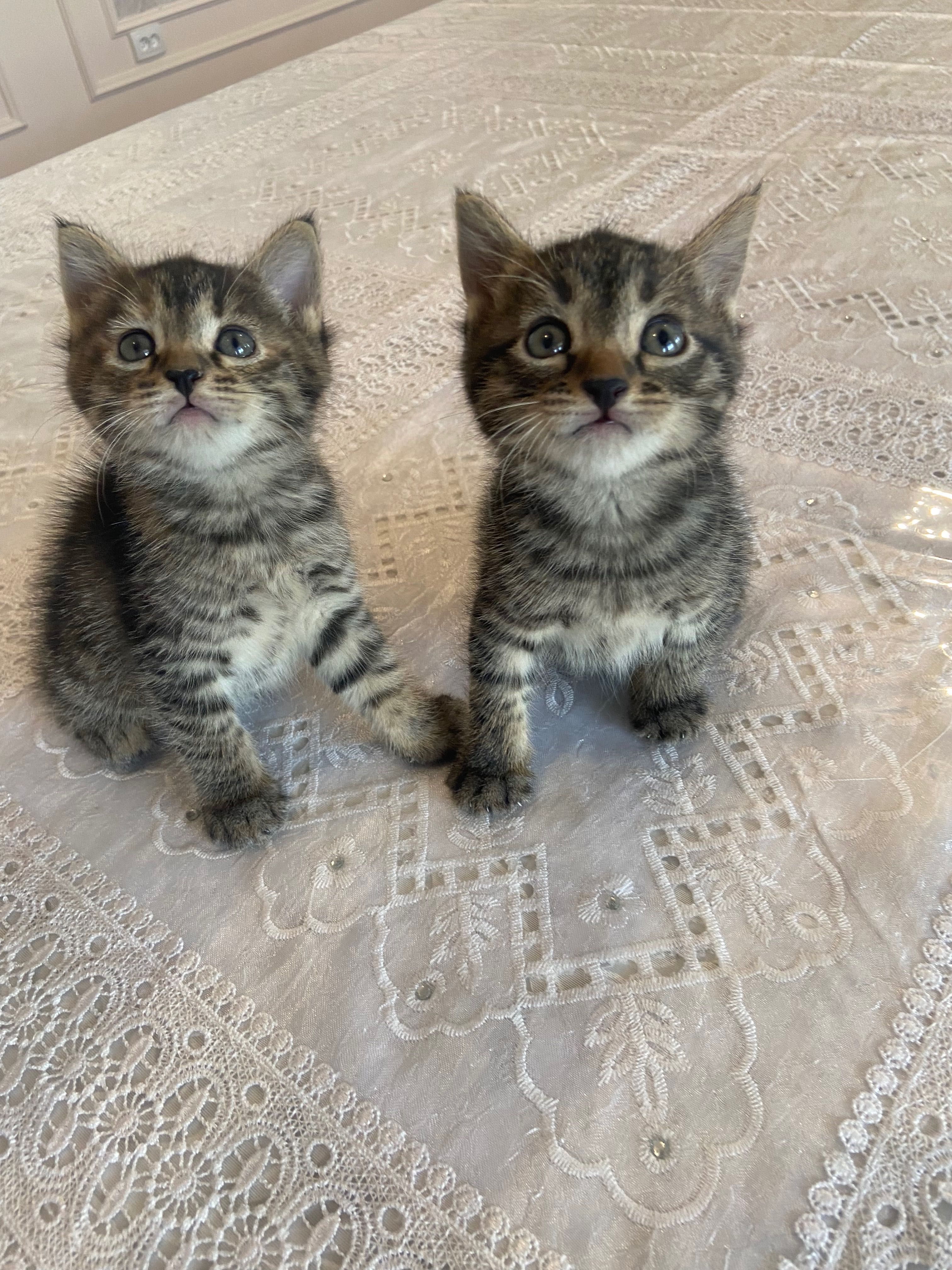 Котенок  только хороших  рук