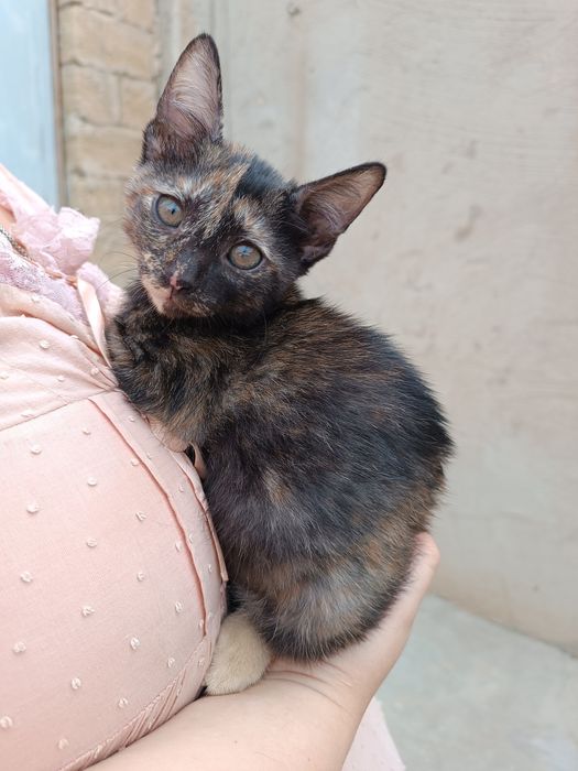 Котенок девочка.