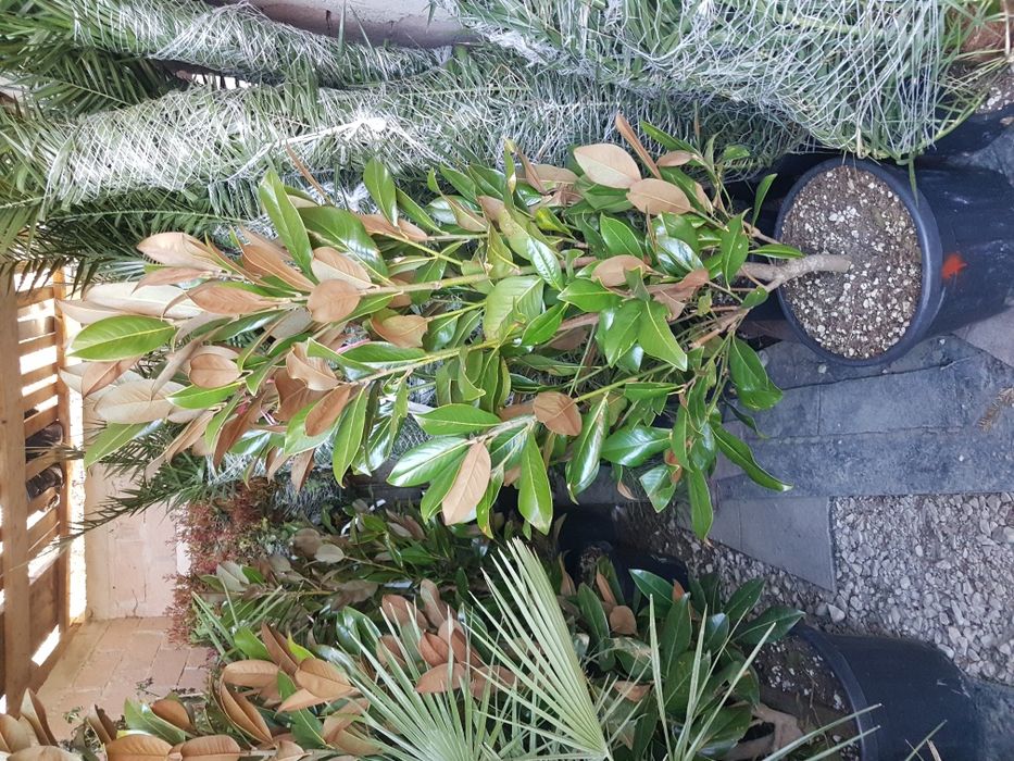 Plante ornamentale