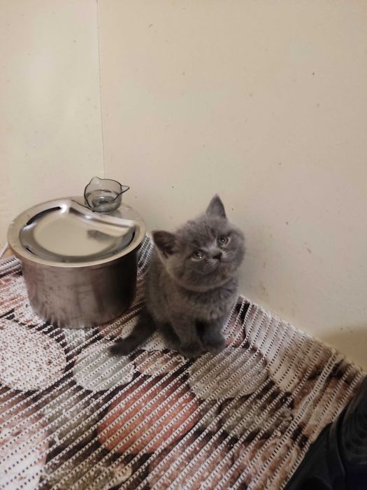 Британски котенца