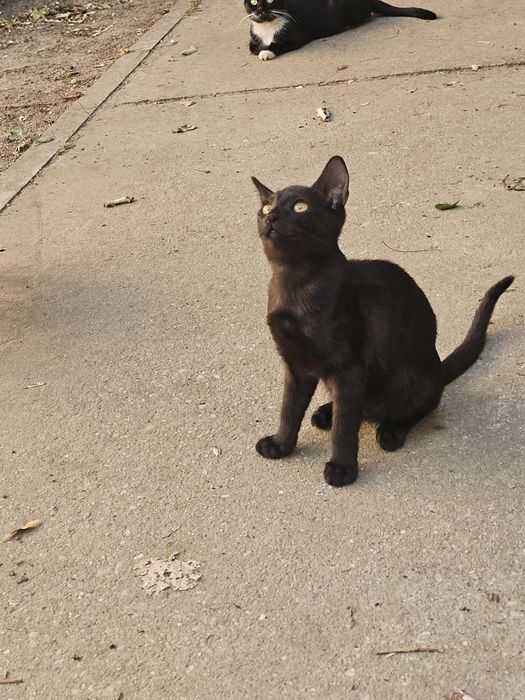 Donez urgent patru pisoiași rămași fără mama