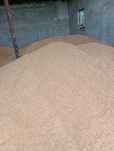 Grâu triticale 2025  soi românesc