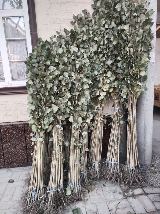 Terak va pavloniya ko'chatlari