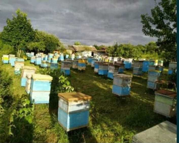 Предлагаем Вашему вниманию Натуральный  Мёд из ВКО