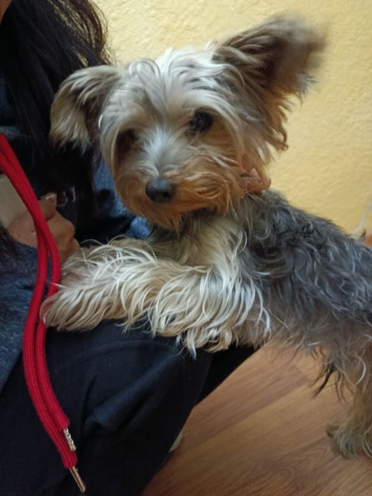 Потерялась собака