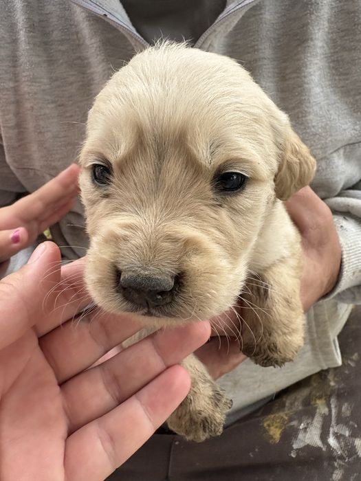 Бебета голдън ретривър