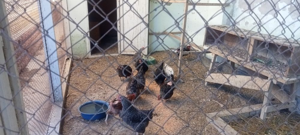 Продаются  10 куриц