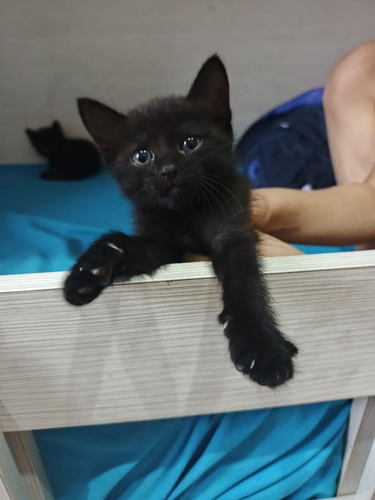 Отдам котят в хорошие руки