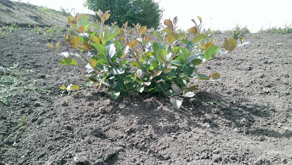 Aronia de 2 ani la super pret