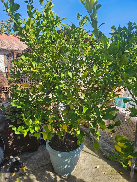 Лимонови дръвчета