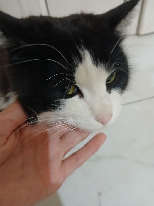 Отдам бездомную кошку