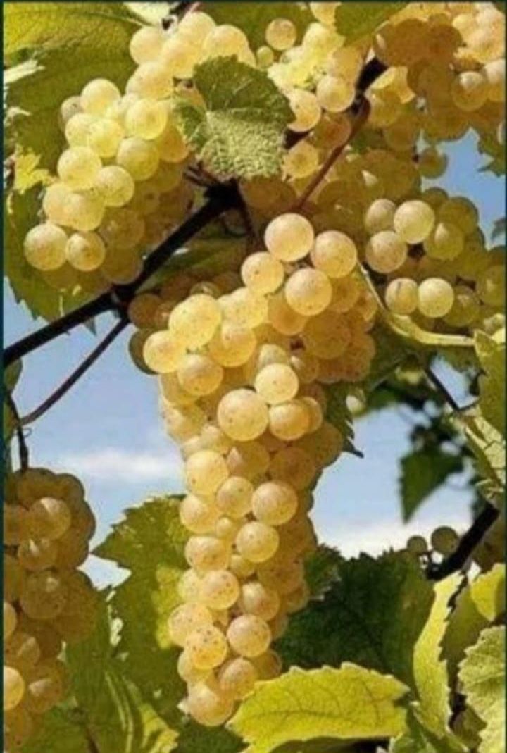 ‼️super ofera‼️Struguri de vin – dulci, sănătoși și plini de aromă!