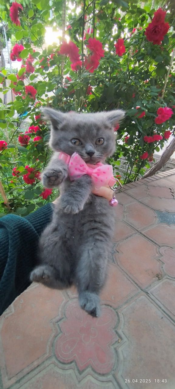 Продаются котята