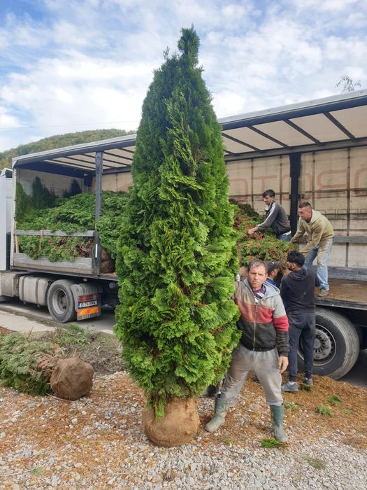 Tuia smaragd 3.5/4METRI