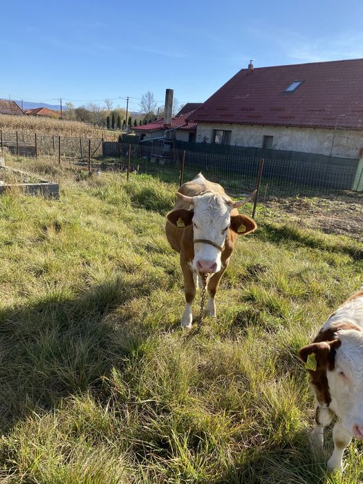 Vand 2 vaci cu vitei