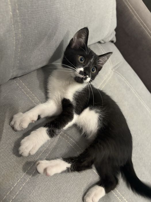 Ofer pui de pisica spre adoptie URGENT