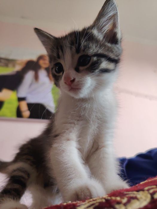 Отдам котят в добрые руки