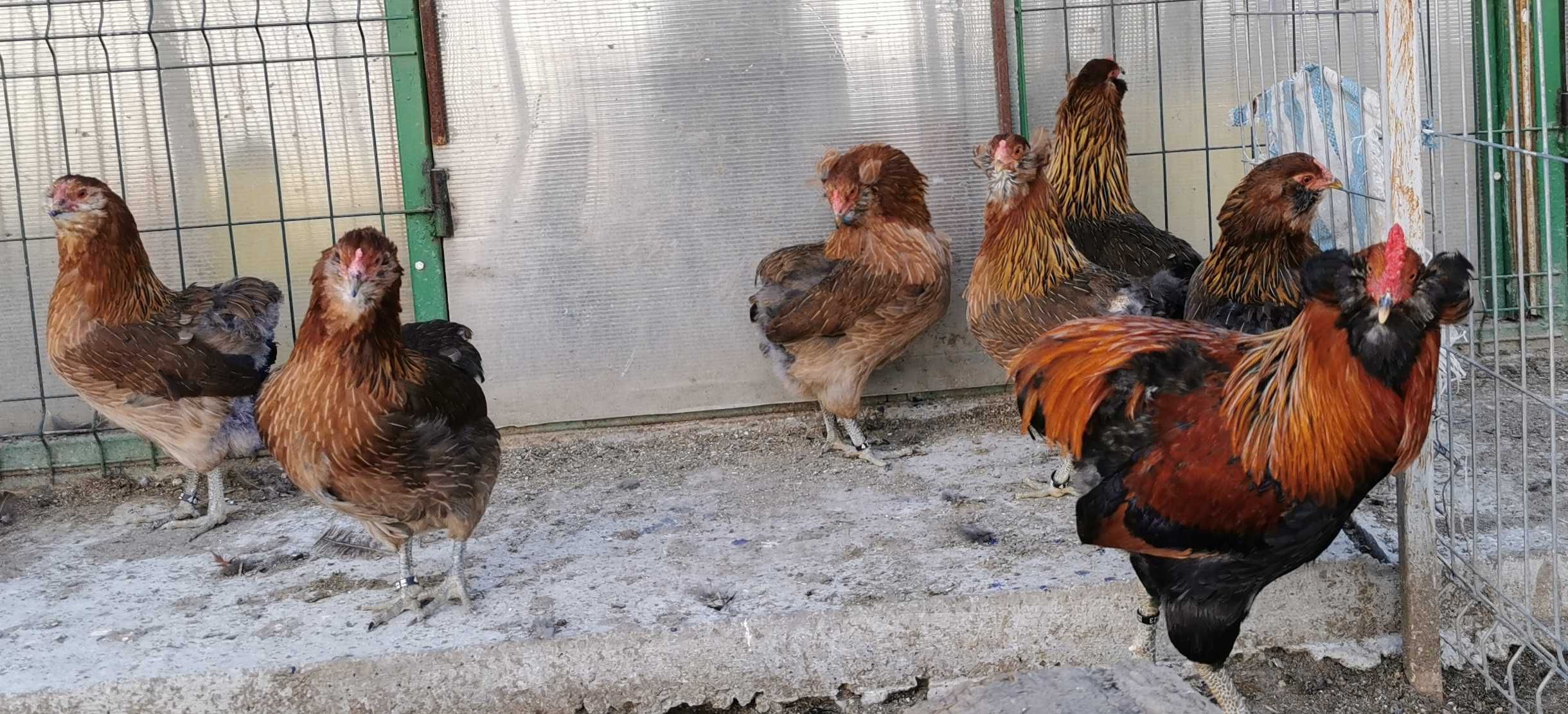 Oua Araucana Argintiu Silver / Gat Auriu / Potarnichiu