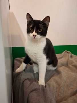 Adoptie pisica neagra castrata Seherezada