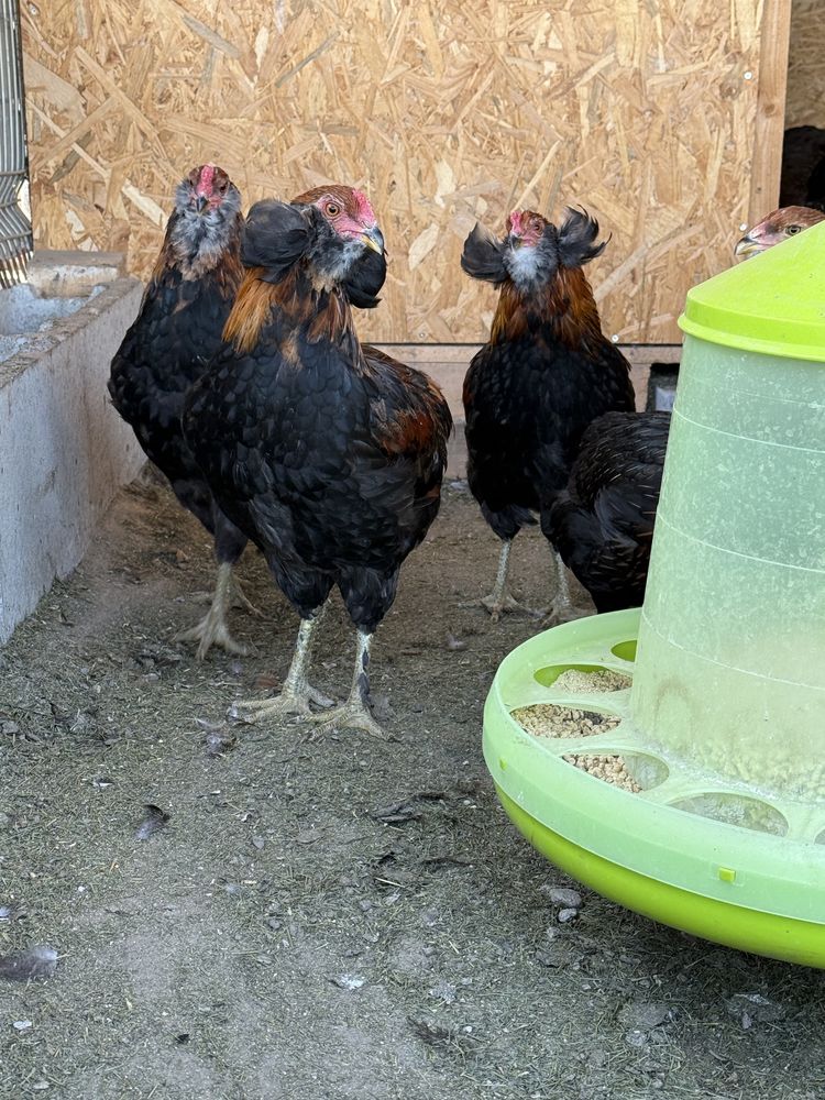 Cocosei 2025 araucana gat auriu si negru