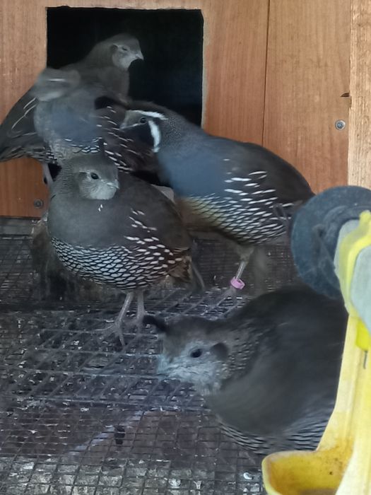 Продам калифорнийских перепелок