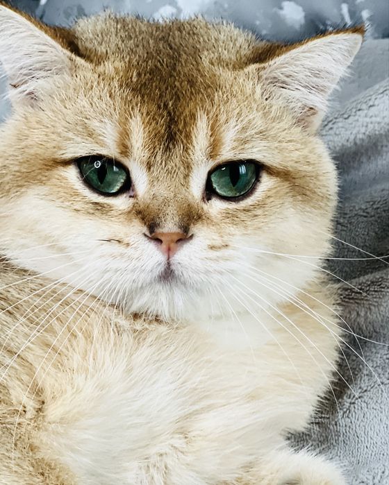 Вязка чистокровный британец