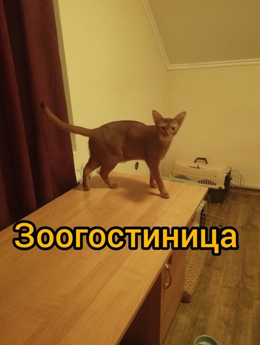 Зоогостиница, зооняня, домашняя Передержка кошек. Надёжно.