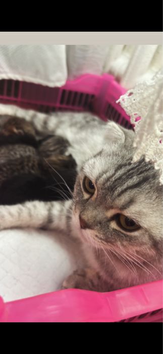 Бронь шотландских котят