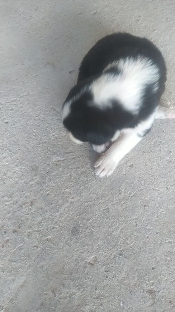 Border collie nomli zotdor kuchuk sotiladi