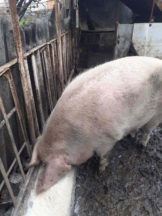 Домашно прасе около 350 кг.