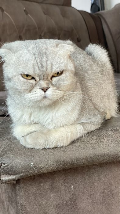 Шотладская Шиншилла