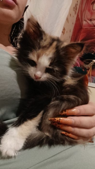 ласковый котёнок