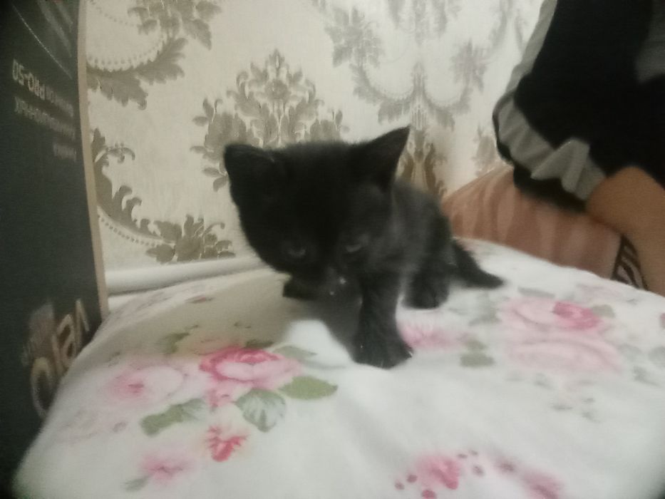 Котик черненький