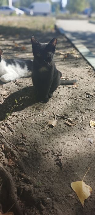 Котик -уголек ищет хозяев!