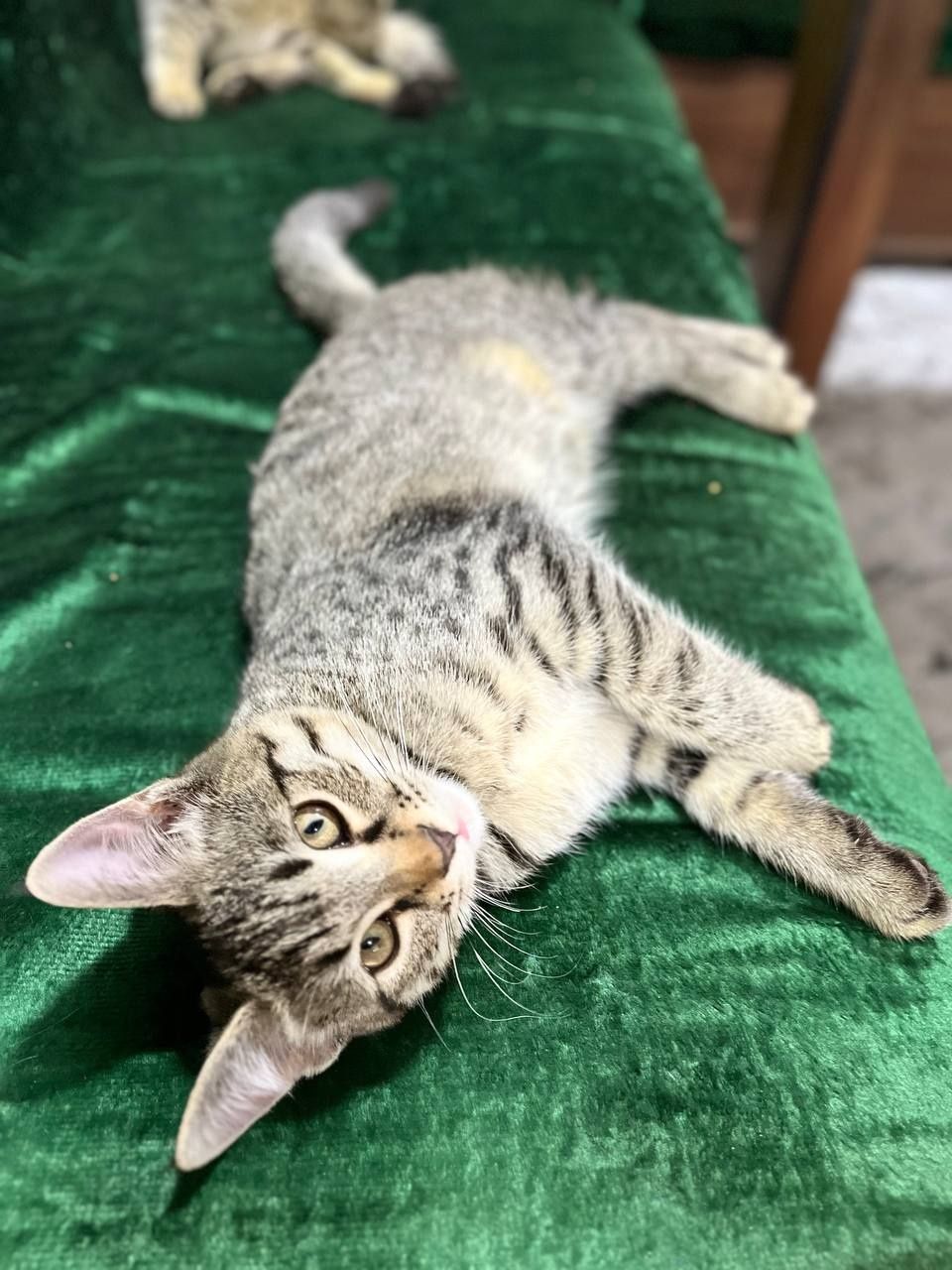 Одам котят в хорошие руки
