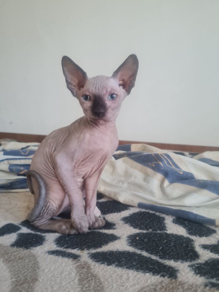 Котенца канадски сфинкс
