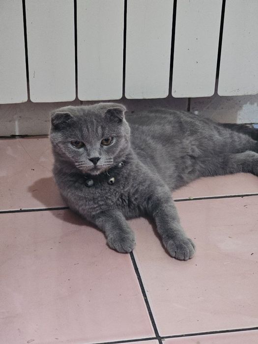 Scottish Fold 8 oylik oʻgʻil bola