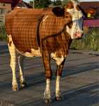Vaca baltata romaneasca