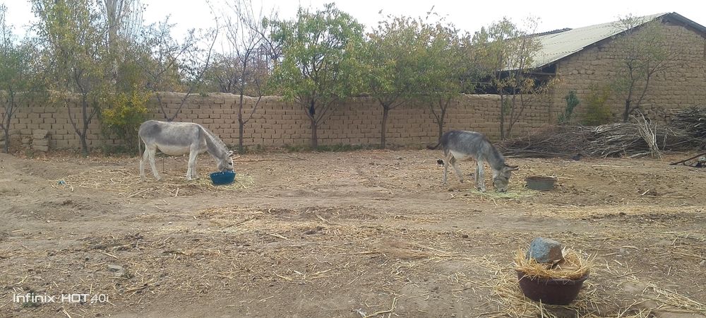 Bepul reklama  eshaklar haqida